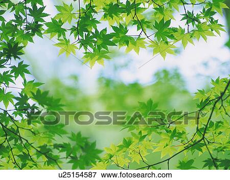 Japanese maple tree in spring View Large Photo Image Stock Photo - Japanese maple tree in spring. Fotosearch