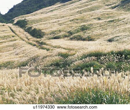 Japanese pampas grass View Large Photo Image Stock Image - Japanese pampas grass. Fotosearch
