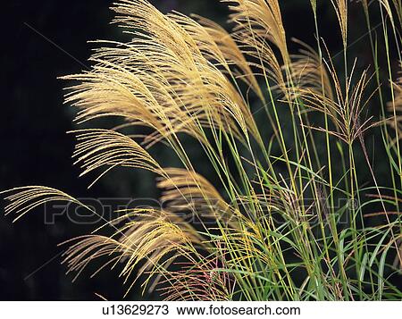 Japanese pampas grass View Large Photo Image Stock Image - Japanese pampas grass. Fotosearch
