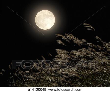 Stock Photo - Japanese pampas grass under moon. Fotosearch