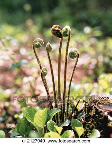 Stock Photo - Japanese royal fern. Fotosearch