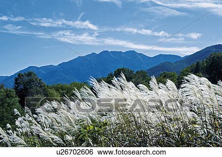 Japanese Silver Grass in Mountain View Large Photo Image Stock Photograph - Japanese Silver Grass in Mountain. Fotosearch
