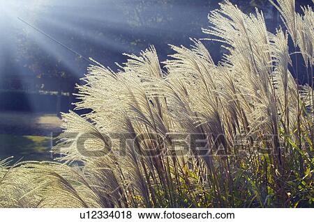 Stock Photo - Japanese Silver Grass. Fotosearch