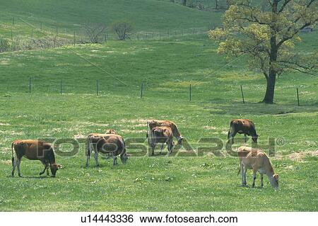 Jersey dairy cows, Okayama Prefecture, Japan View Large Photo Image Stock Photograph - Jersey dairy cows, Okayama Prefecture, Japan. Fotosearch
