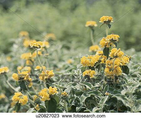 Jerusalem sage, close up, Fujisawa city, Kanagawa prefecture, Japan View Large Photo Image Stock Image - Jerusalem sage, close up, Fujisawa city, Kanagawa prefecture, Japan. Fotosearch