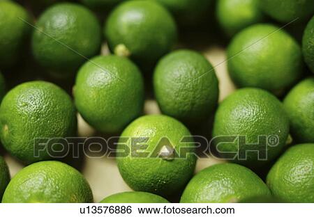 Kabosu View Large Photo Image Stock Photograph - Kabosu. Fotosearch