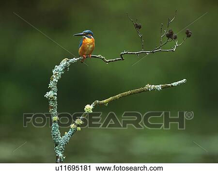 Kingfisher perching on branch, Tsurui village, Hokkaido prefecture, Japan View Large Photo Image Stock Image - Kingfisher perching on branch, Tsurui village, Hokkaido prefecture, Japan. Fotosearch