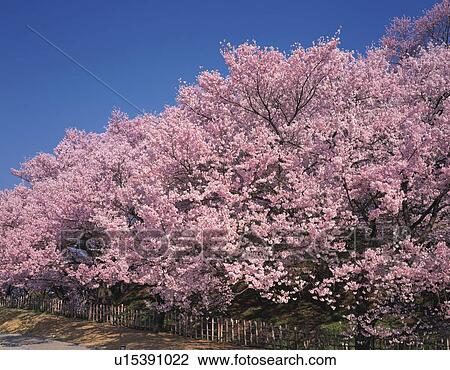 Kohigan-sakura View Large Photo Image Stock Image - Kohigan-sakura. Fotosearch