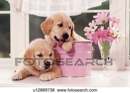 Stock Photo - Labrador puppies. Fotosearch