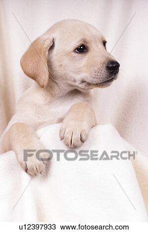 Stock Image - Labrador puppy. Fotosearch