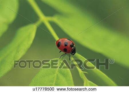 Stock Image - Ladybug. Fotosearch
