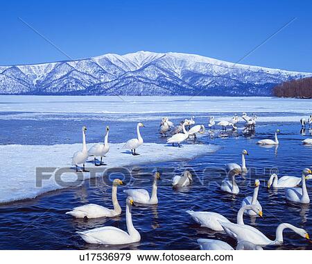 Lake Kusharo, Hokkaido Prefecture, Japan View Large Photo Image Stock Photo - Lake Kusharo, Hokkaido Prefecture, Japan. Fotosearch