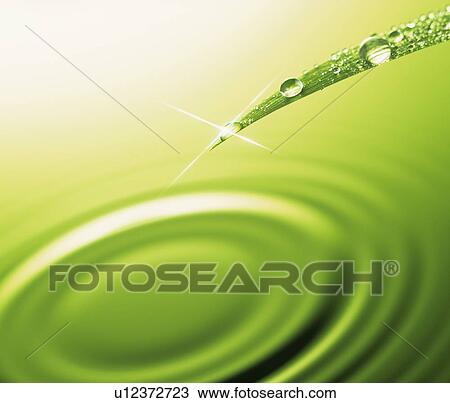 Stock Image - Leaf and water drop. Fotosearch
