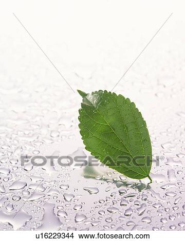 Leaf and water drops, close up View Large Photo Image Picture - Leaf and water drops, close up. Fotosearch
