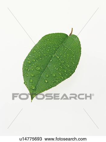 Leaf Image View Large Photo Image Stock Image - Leaf Image. Fotosearch