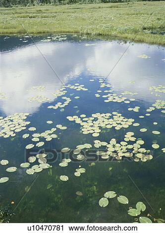 Leaves floating on marsh, Katashina village, Gunma prefecture, Japan View Large Photo Image Stock Image - Leaves floating on marsh, Katashina village, Gunma prefecture, Japan. Fotosearch