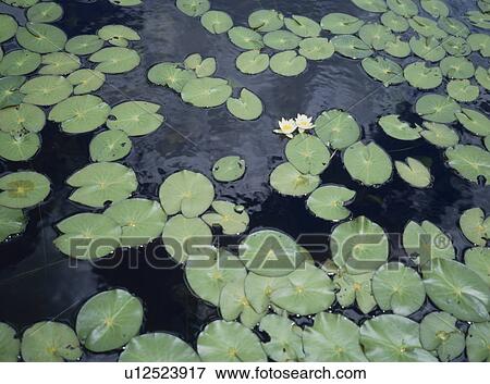 Leaves floating on marsh, Katashina village, Gunma prefecture, Japan View Large Photo Image Stock Photo - Leaves floating on marsh, Katashina village, Gunma prefecture, Japan. Fotosearch