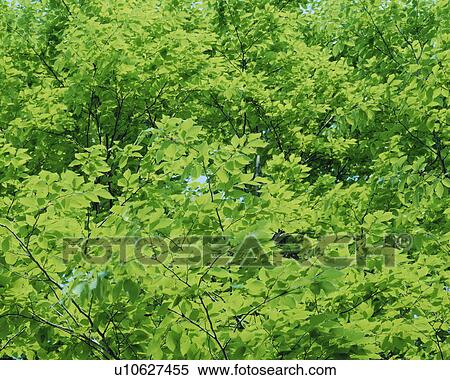 Leaves on beech tree View Large Photo Image Stock Photography - Leaves on beech tree. Fotosearch