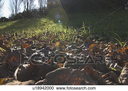 Stock Image - Leaves on ground. Fotosearch