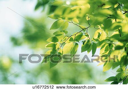 Stock Image - Leaves on tree. Fotosearch