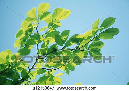 Leaves on tree View Large Photo Image Stock Photo - Leaves on tree. Fotosearch