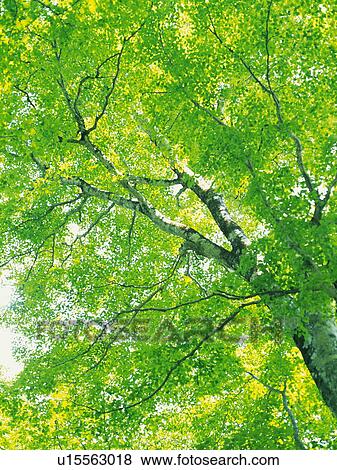 Stock Photo - Leaves on tree. Fotosearch
