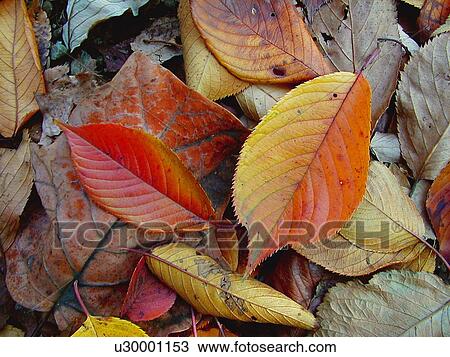 Leaves View Large Photo Image Stock Image - Leaves. Fotosearch