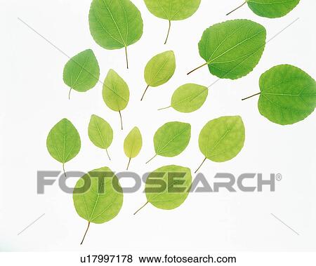 Stock Photo - Leaves. Fotosearch