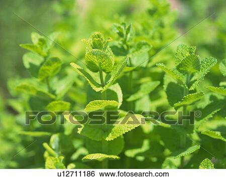 Stock Photograph - Lemon balm, close up. Fotosearch