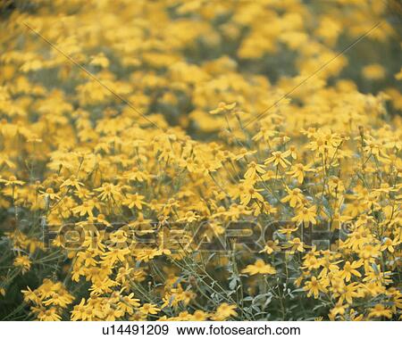 Stock Photo - Lemon marigold, close up, Fujisawa city, Kanagawa prefecture, Japan. Fotosearch