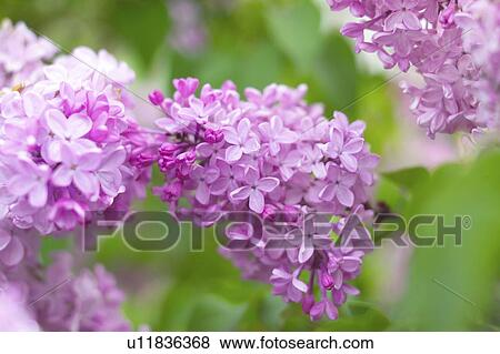 Lilac blossoms View Large Photo Image Stock Photo - Lilac blossoms. Fotosearch