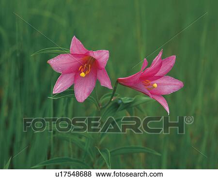 Lily View Large Photo Image Stock Photo - Lily. Fotosearch