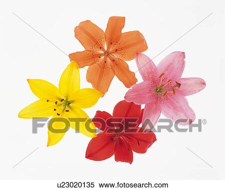 Lily View Large Photo Image Stock Photography - Lily. Fotosearch