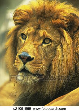 Stock Photo - Lion. Fotosearch
