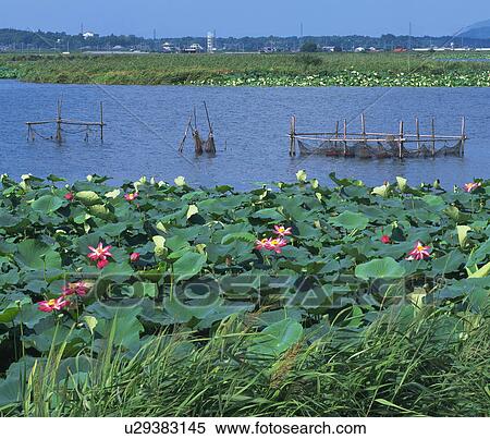 Lotus flowers, Kasumigaura, Ibaragi prefecture, Japan View Large Photo Image Stock Photography - Lotus flowers, Kasumigaura, Ibaragi prefecture, Japan. Fotosearch