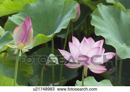 Lotus flowers View Large Photo Image Stock Image - Lotus flowers. Fotosearch