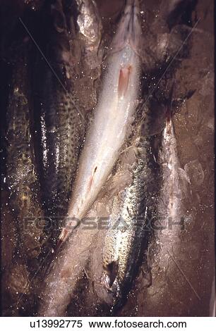Stock Photography - Mackerel in Iced Water. Fotosearch