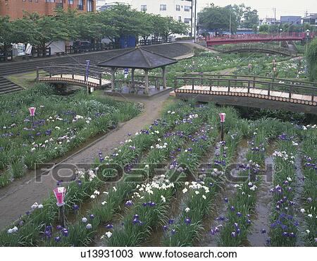 Stock Image - Maekawa iris garden, Ibaraki Prefecture, Honshu, Japan. Fotosearch