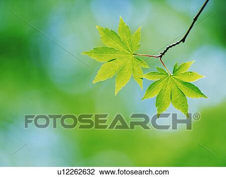 Stock Image - Maple leaves, close up. Fotosearch