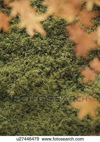 Stock Photo - Maple leaves in red and moss, differential focus. Fotosearch