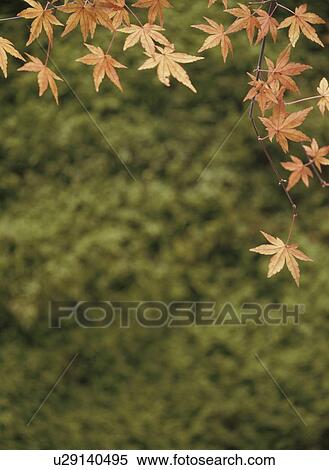Maple leaves in red and moss, differential focus View Large Photo Image Stock Photography - Maple leaves in red and moss, differential focus. Fotosearch