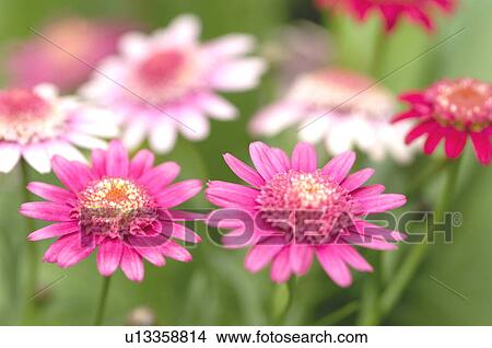 Marguerites, close up View Large Photo Image Picture - Marguerites, close up. Fotosearch
