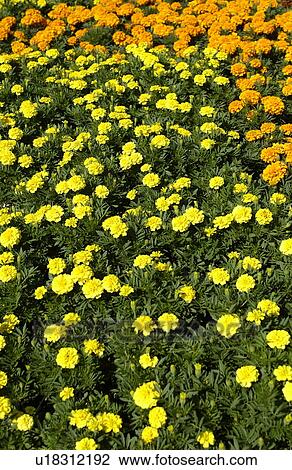 Marigold flowers View Large Photo Image Stock Image - Marigold flowers. Fotosearch