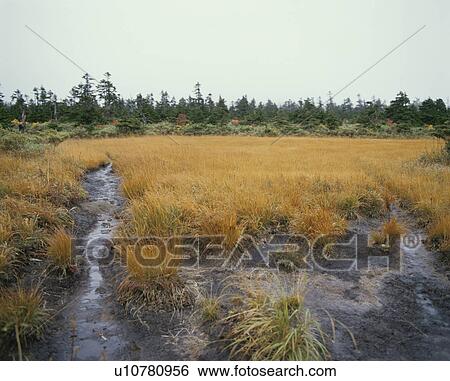 Stock Photograph - Marshland, Hachimantai city, Iwate prefecture, Japan. Fotosearch