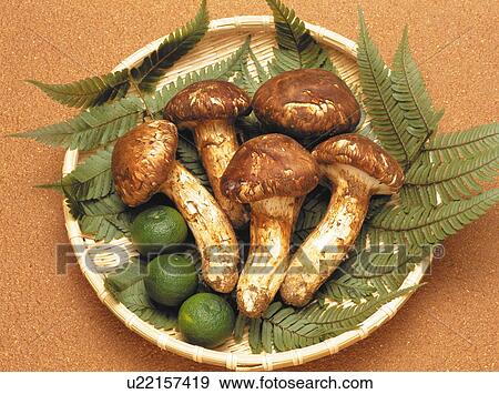 Matsutake mushroom and sudachi citrus View Large Photo Image Stock Photo - Matsutake mushroom and sudachi citrus. Fotosearch