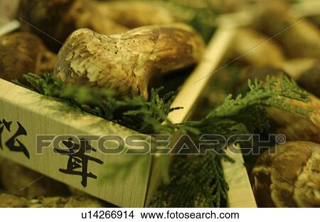 Matsutake mushroom in box View Large Photo Image Picture - Matsutake mushroom in box. Fotosearch