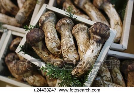 Matsutake mushroom in boxes View Large Photo Image Stock Photo - Matsutake mushroom in boxes. Fotosearch