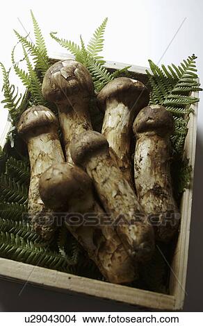 Picture - Matsutake Mushroom in Wooden Box. Fotosearch