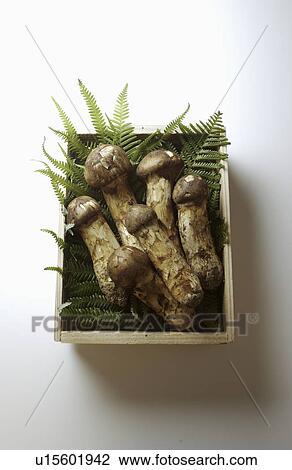 Matsutake Mushroom in Wooden Box View Large Photo Image Stock Image - Matsutake Mushroom in Wooden Box. Fotosearch