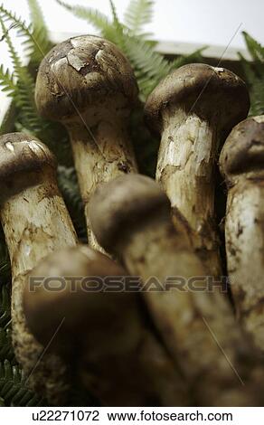 Matsutake Mushroom in Wooden Box View Large Photo Image Stock Image - Matsutake Mushroom in Wooden Box. Fotosearch